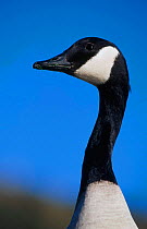 Canda goose head & neck portrait {Branta canadensis} Scotland UK