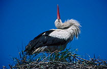 White stork rubbing oil from gland {Ciconia ciconia} Latvia Europe