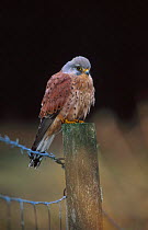 Male Kestrel perched on fence post {Falco tinnunculus} Scotland