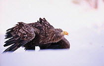 White tailed sea eagle mantling prey {Haliaeetus albicilla} Norway