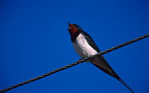 Barn swallow perched on wire singing {Hirundo rustica} Latvia