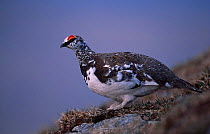 Rock ptarmigan plumage colour change {Lagopus mutus} Scotland