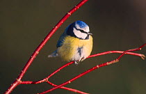 Blue tit {Parus caeruleus} perched on Dogwood {Cornus sanguinea} Scotland