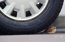 Common sparrow {Passer domesticus} resting under car tyre Scotland