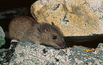 St Kilda mouse feeding on grain {Apodemus sylvaticus hirtensis} Scotland