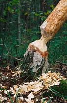 Eurasian beaver {Castor fiber} damage to Silver birch tree