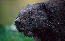 Eurasian beaver portrait {Castor fiber} black morph