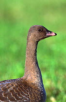 Pink footed goose {Anser brachyrhynchus} Scotland.