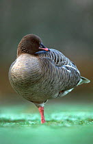 Pink footed goose {Anser brachyrhynchus}. Martin Mere WWT, England.