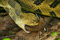 Timber rattlesnake {Crotalus horridus} eating Chipmunk USA