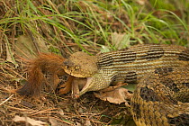 Timber rattlesnake {Crotalus horridus} eating American red squirrel USA