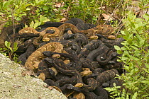 Timber rattlesnakes gravid females basking to bring young to term {Crotalus horridus} USA