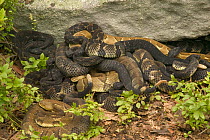 Timber rattlesnakes gravid females basking to bring young to term {Crotalus horridus}USA