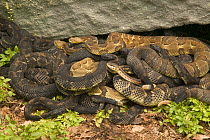 Timber rattlesnakes gravid females basking to bring young to term + Garter snake USA
