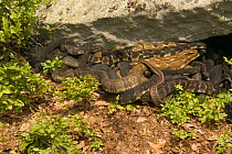 Timber rattlesnakes gravid females basking to bring young to term + Garter snake USA
