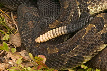 Close up of rattle of Timber rattlesnake {Crotalus horridus} USA