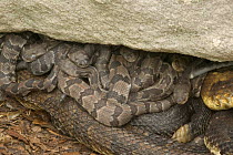 Timber rattlesnakes females with young {Crotalus horridus} USA