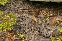 Timber rattlesnakes females with young {Crotalus horridus} USA