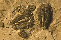 Trilobite fossils from middle cambrian period {Bolaspidella housensis} USA