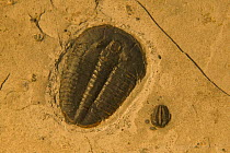 Trilobite fossil from middle cambrian period {Bolaspidella housensis} USA