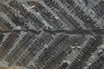 Fossil fern {Pecopteris sp} Germany