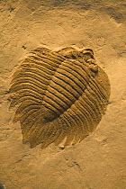 Trilobite fossil from silurian period {Arctinurus boltoni} 410m-yrs-old USA