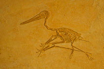 Fossil Pterodactyl {Pterodactylus kochi} from Jurassic period Germany