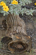 Gila monster {Heloderma suspectum} in Saguaro cactus stem Arizona USA
