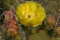 Green lynx spider {Peucetia viridans} on prickly pear cactus flower Arizona USA