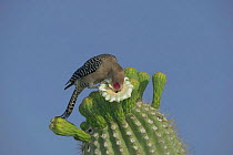 Gila woodpecker feeds on Saguaro cactus flower Sonoran desert Arizona USA {Melanerpes uropygialis}