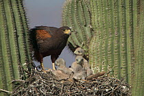 Harris hawk nest with chicks + rabbit prey in Saguaro cactus. Arizona USA Sonoran desert