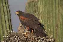 Harris hawk at nest in Saguaro cactus with chicks + rabbit prey. Arizona USA Sonoran desert