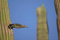 Gila woodpecker leaving nest in Saguaro cactus Sonoran desert Arizona USA {Melanerpes uropygialis}