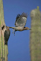 Gila woodpecker pair at nest in Saguaro cactus Sonoran desert Arizona USA {Melanerpes uropygialis}