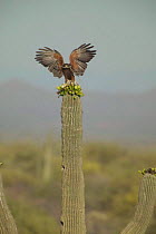 Harris hawk with nest material perched on Saguaro cactus Sonoran desert Arizona, USA