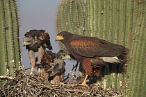 Harris hawk nest with chicks + rabbit prey Saguaro cactus. Arizona Sonoran desert, USA