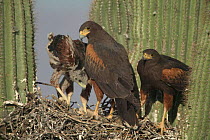 Harris hawk nest with chicks {Parabuteo unicinctus} in Saguaro cactus. Arizona Sonoran desert USA