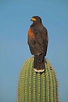 Harris hawk on Saguaro cactus {Parabuteo unicinctus} Sonoran desert Arizona USA
