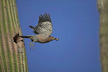 Gila woodpecker flies from nest in Saguaro cactus Sonoran desert Arizona USA {Melanerpes uropygialis}