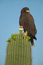 Harris hawk on Saguaro cactus {Parabuteo unicinctus} Sonoran desert Arizona USA