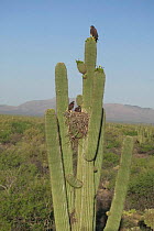 Harris hawks + nest on Saguaro cactus {Parabuteo unicinctus} Sonoran desert Arizona USA