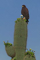 Harris hawk + nest on Saguaro cactus {Parabuteo unicinctus} Sonoran desert Arizona USA