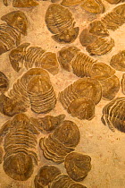 Trilobite fossils {Xenasaphus devexus} mid- devonian Russia