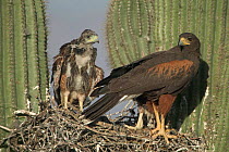 Harris hawk nest with chicks {Parabuteo unicinctus} in Saguaro cactus. Arizona USA