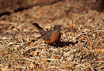 American robin {Turdus migratorius} New Mexico, USA