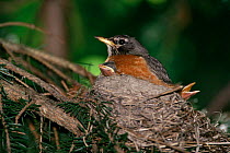 American robin on nest with chicks {Turdus migratorius} Wisconsin, USA