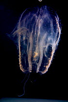 Comb jelly {Leucothea pulchra}