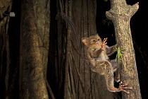 Spectral tarsier {Tarsius tarsier / spectrum / fuscus} catching insect, Tangkoko Rainforest, Sulawesi Indonesia