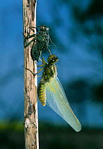Broad bodied chaser dragonfly emerging from nymph {Libellula depressa} sequence 6/6
