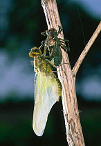 Broad bodied chaser dragonfly emerging from nymph {Libellula depressa} sequence 5/6